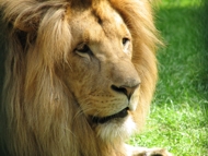 Löwe Malik Löwe Malik
