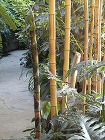 LTropische Regenwälder LTropische Regenwälder