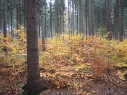 Gelungener Voranbau mit Rot-Buche in einem Fichtenbestand der Alten Harth