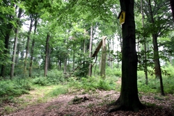 Kommunalwald in Chemnitz
