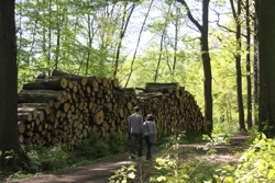 Holzstapel im Kommunalwald