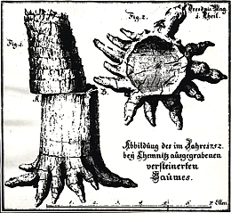 Megadendron saxonicum