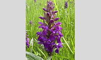 Chemnitz Badwiese Orchidee