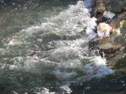 Wasser