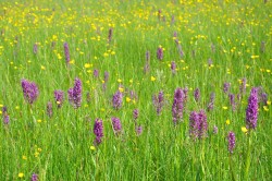 Orchideenwiese Orchideenwiese