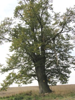 Winterlinde Winterlinde
